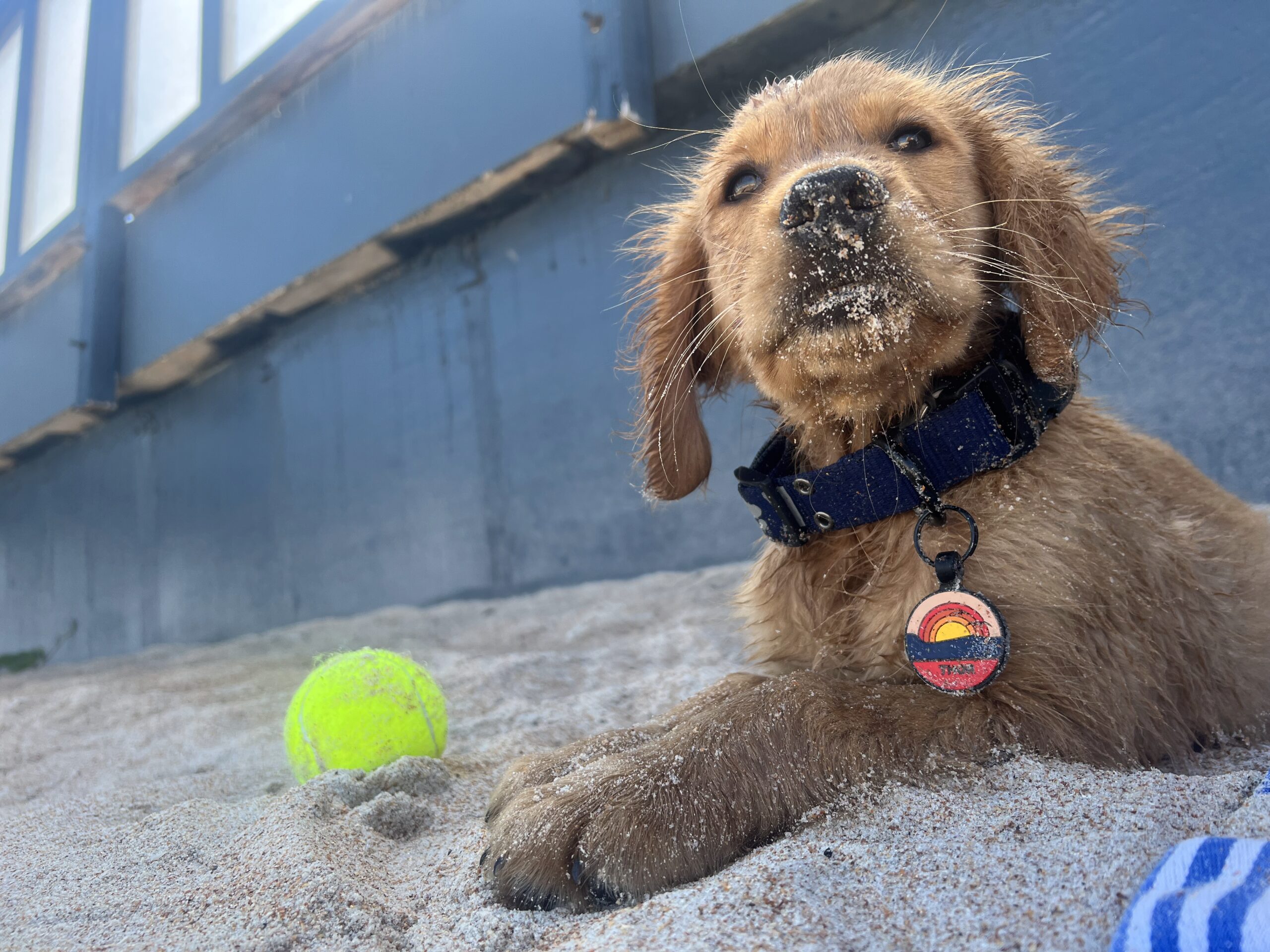 Thor’s first beach day