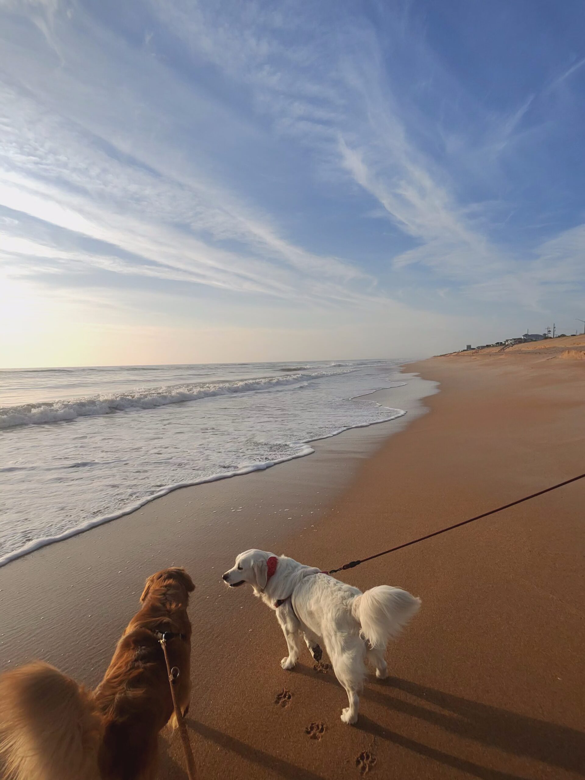 Thor and Sunny at the beach
